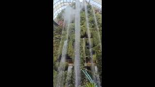 SLS HERE,,, TALLEST INDOOR WATERFALL AT CLOUD FOREST SINGAPORE