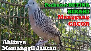 Download lagu Suara Perkutut Betina Memanggil Jantan - Suara Birahi Mengundang Jantan mp3