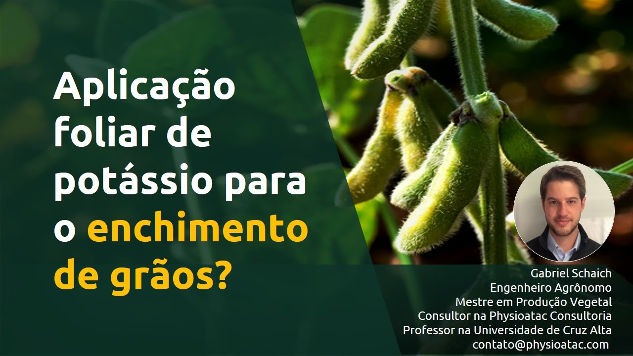 Aplicação foliar de potássio para o enchimento de grãos