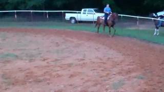 preview picture of video 'Saddle Horse Gaited Pleasure at Southern Tradition Saddle Club'