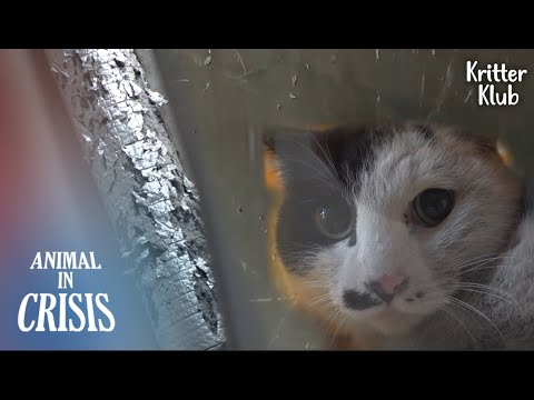The Cat Reaches Dead-End Trying To Escape And Trapped In The Ceiling l Animal in Crisis Ep 329