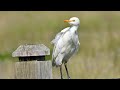Cattle Egret Birds Enjoy The Summer Vibes In Farm Youtube Gaza Israel Philistine America Russia