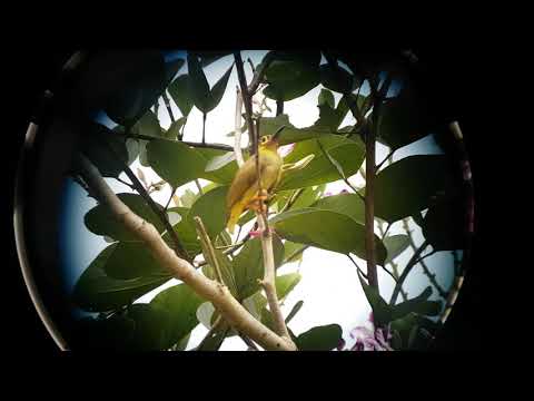 Pavučiarka okuliarnatá (Arachnothera flavigaster) — správanie, biotop a hlas