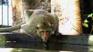 Manu Chao - King of the Bongo