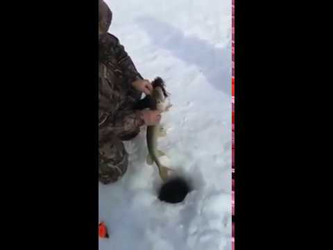 Чуть не лишились собаки на зимней рыбалке