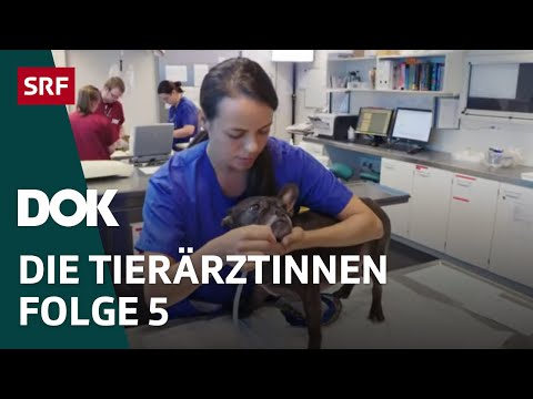 Junge Tierärztinnen und ihr Knochenjob – Erste Schritte im Berufsleben | Folge 5 | Doku | SRF Dok