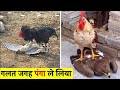 Murge Ki Ladai Baj Se Aseel Murge Ki Ladai Informationfact