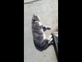 kitty in the sun 