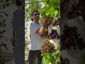 Harvesting Aeroponic Cabbage Lettuce From The Tower Garden