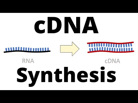 cDNA-Syntheseprotokoll durch Reverse Transkription