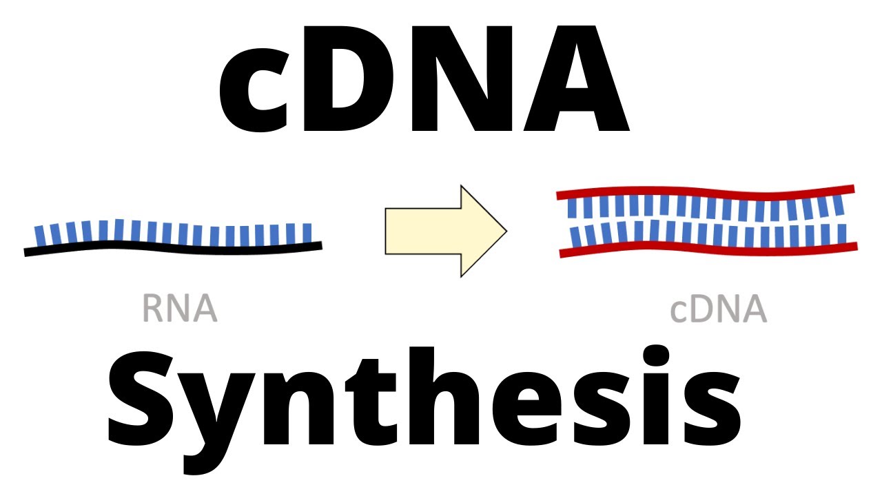Why do we convert RNA to cDNA?