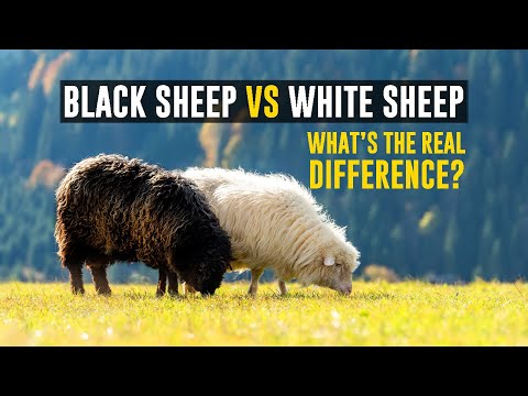 Black Sheep vs White Sheep: What’s the Real Difference?