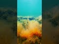 Oh The Sea The Sea Nature Travel Fishing Sea Underwater Seagull Water