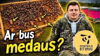 Ar turėsiu medaus?