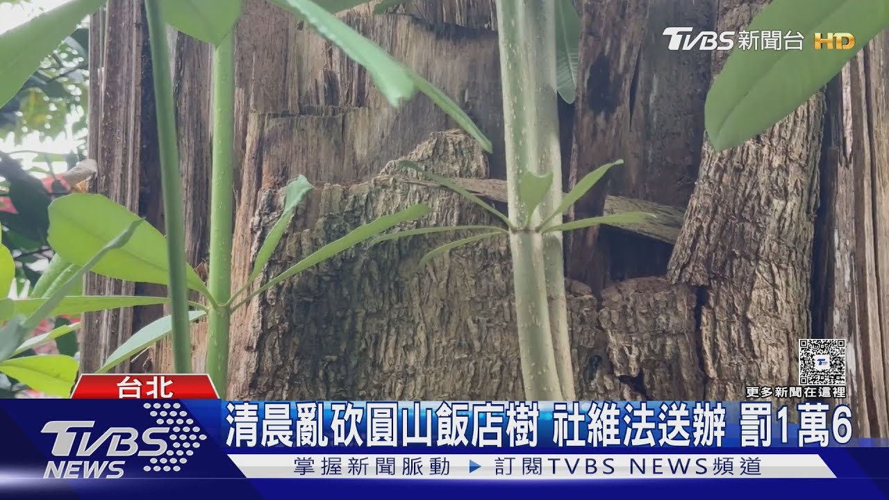男打赤膊清晨揮刀砍樹!圓山飯店人員嚇壞急報警 竟稱「怕刮車」