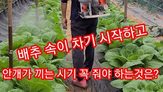 김장배추속이 차기 시작하고 안개끼는 시기 꼭 줘야 하는것은? 배추병충해