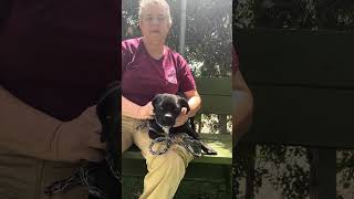 Video preview image #1 Pug-Unknown Mix Puppy For Sale in Pasadena, CA, USA
