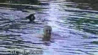 preview picture of video 'Swimming together with my dog Bessy'
