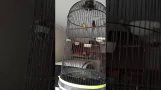 Download lagu Konin 'cakil' rasa pelatuk mp3