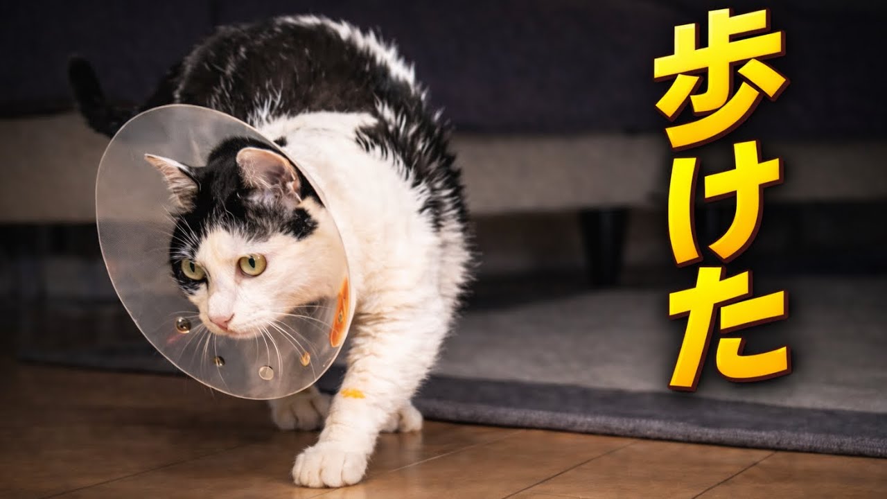 断脚後、初めて歩けた日。