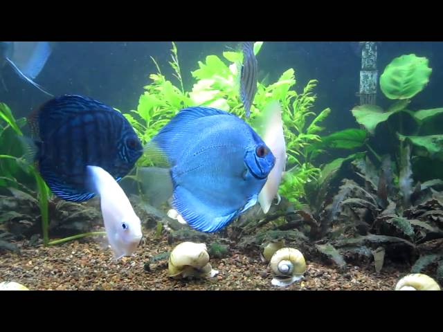 Blue Discus 90 gallons Tank