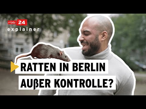 Warum sich Ratten in Berlin so wohl fühlen | rbb24 explainer