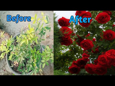increase your rose plant flower upto 500% . गुलाब के पौधे मैं ज्यादा फूल कैसे लाएं।