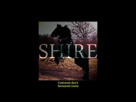 TAVN - Shire (Prod. Tibery)