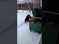 She Took Out the Trash… and Faced a BEAR 😱 Saved by a Trash Can!