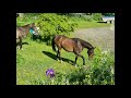 Mare Origin Recorded For sale 2021 Dark Bay
