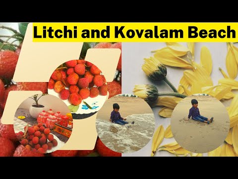 Litchi and Kovalam Beach