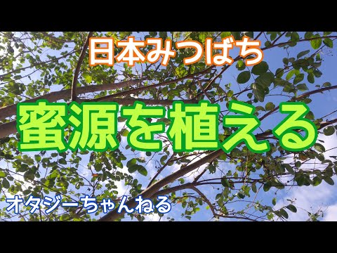 ミツバチに優しい植物