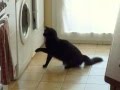 Cat Discovering A Washing Machine