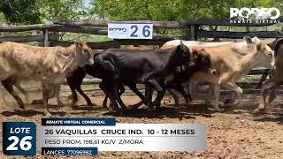 LOTE 26