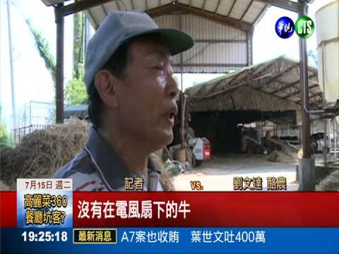 乳牛熱爆受不了! 泌乳量減3成