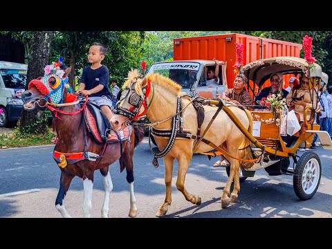 NAIK KUDA | KUDA DELMAN - NAIK DELMAN ISTIMEWA | HORSE