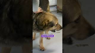 #PetStory: Eva, cățelușa abandonată de familie pentru că a rămas gestantă #digi24