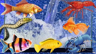 Colorful betta fish surprise, snake, angelfish, goldfish, koi, catfish, cichlid, fish tank aquarium