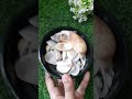 Sea Shells sound asmr | #asmr #relaxing #satisfying #sea #ocean