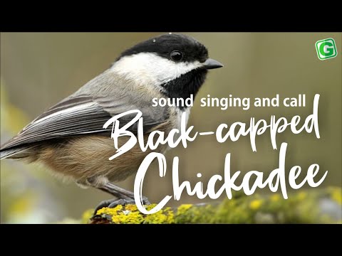 Sýkorka čiapočkatá (Poecile atricapillus) — spev a hlas v prírode