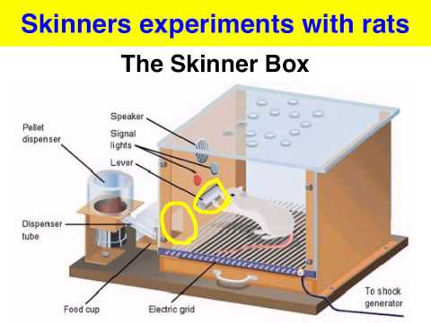 Operant Conditioning - The Skinner box experiment