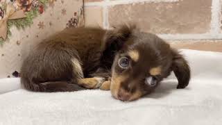 ハーフ犬の動画01