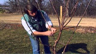 Training Young Fruit Trees