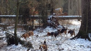 preview picture of video 'Beagle Barney on a beagle meeting in winter forest'