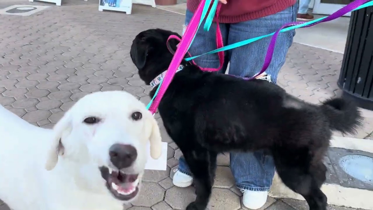 Enlarge Fish, a ADOPTABLE Labrador Retriever in San Antonio, TX video 6/6