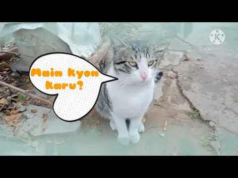 🤣🤣🤩Chinni The Cat | Short movie | Cat story | Funny Cat Compilation😂😂😂