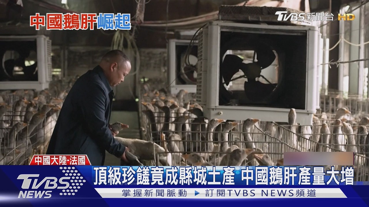 中國搶攻鵝肝市場 產量暴增恐將超越法國