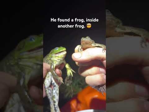 Wildest “unboxing” 🤯 from (JustABitFarther), hehelps with invasive Bullfrog control efforts.