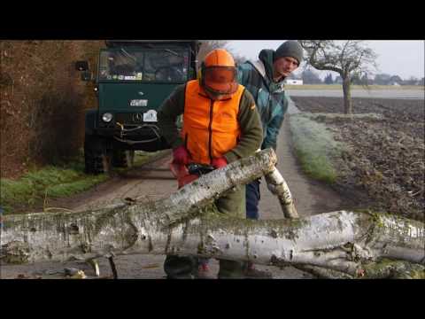 50 Jahre alte Birke fällen