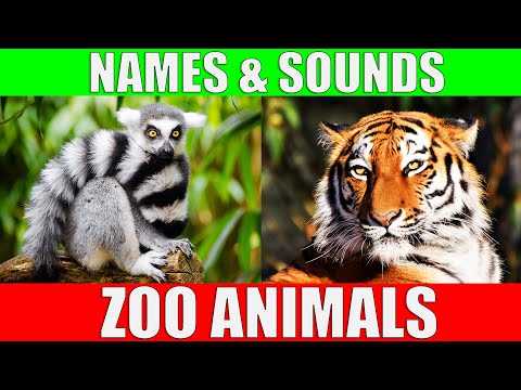 ZOO ANIMALS Names and Sounds to Learn for Kids, Preschoolers and Kindergarten